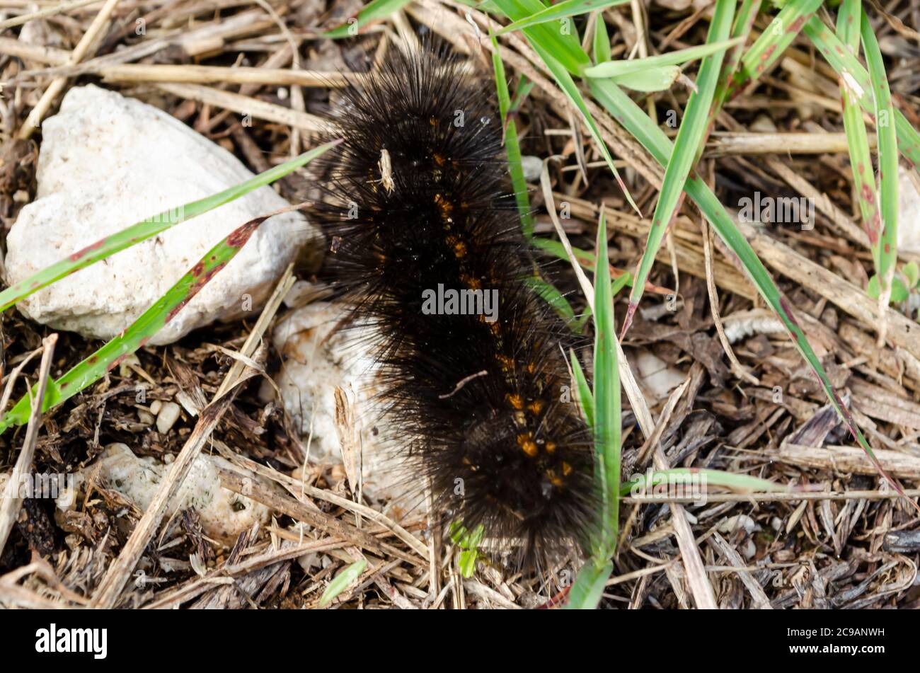 Black hairy caterpillar hi-res stock photography and images - Alamy