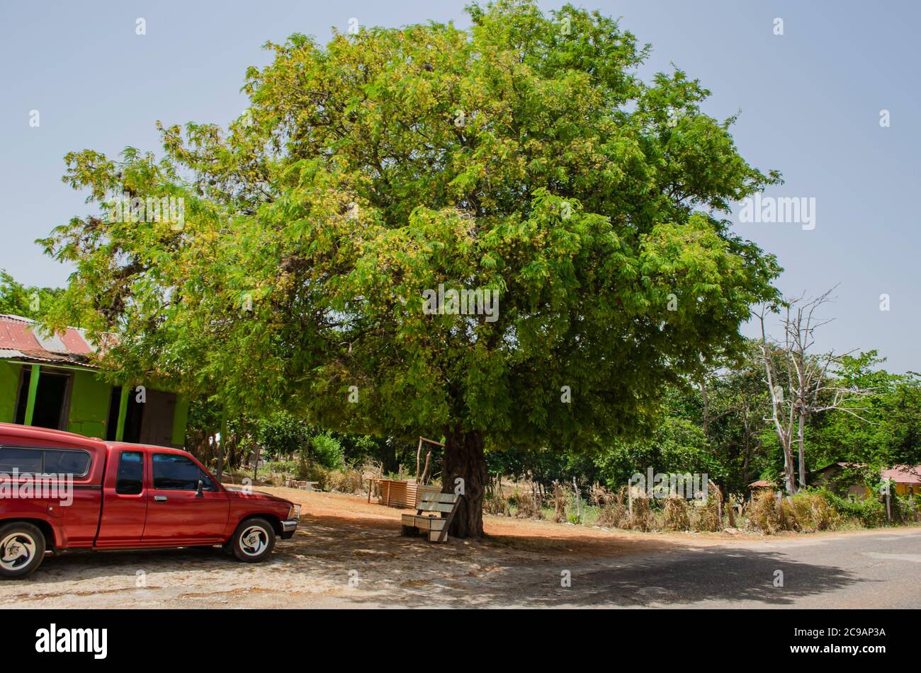 Tamarind Tree High Resolution Stock Photography And Images Alamy Tamarind Tree High Resolution Stock Photography And Images Alamy
