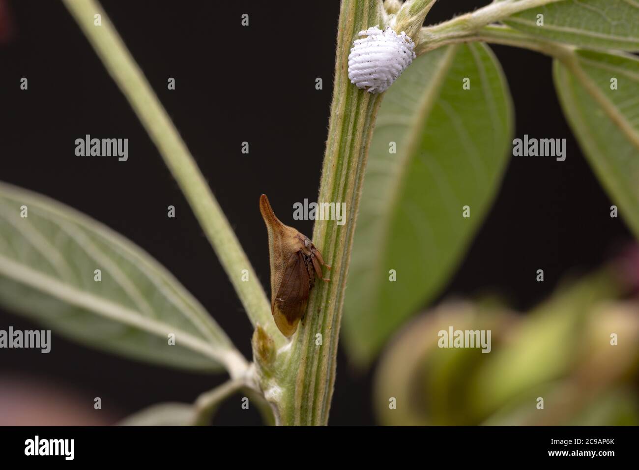 Pigeon pea plant. Low key studio still life of greenery herb con Stock