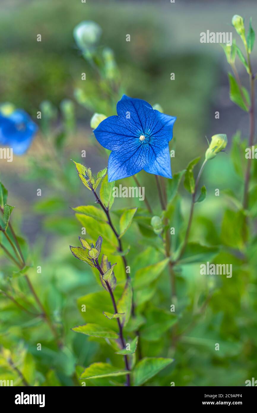 Blue Platycodon grandiflorus or Balloon flower, Chinese bellflower. Close up Stock Photo
