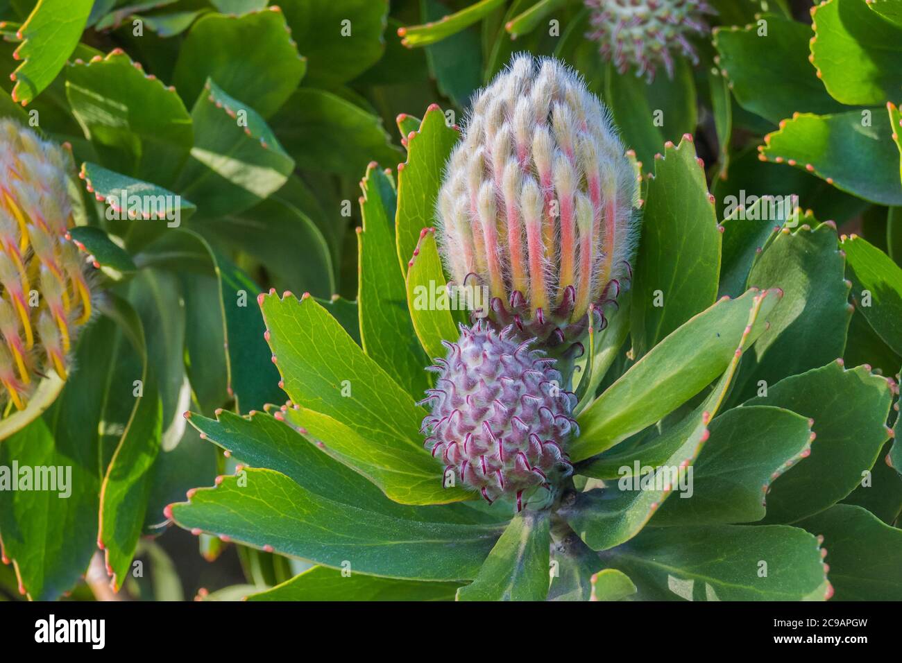 plant Leucospermum Veldfire Protea with bulbs outdoors and sunlight Stock Photo