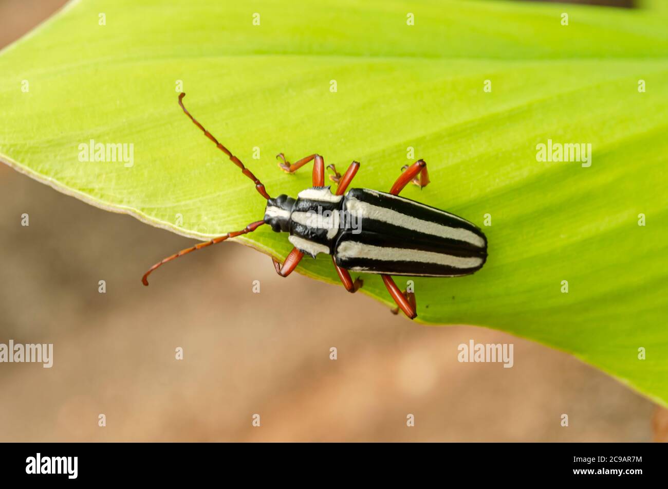Stripe Long-horned Beetle Stock Photo
