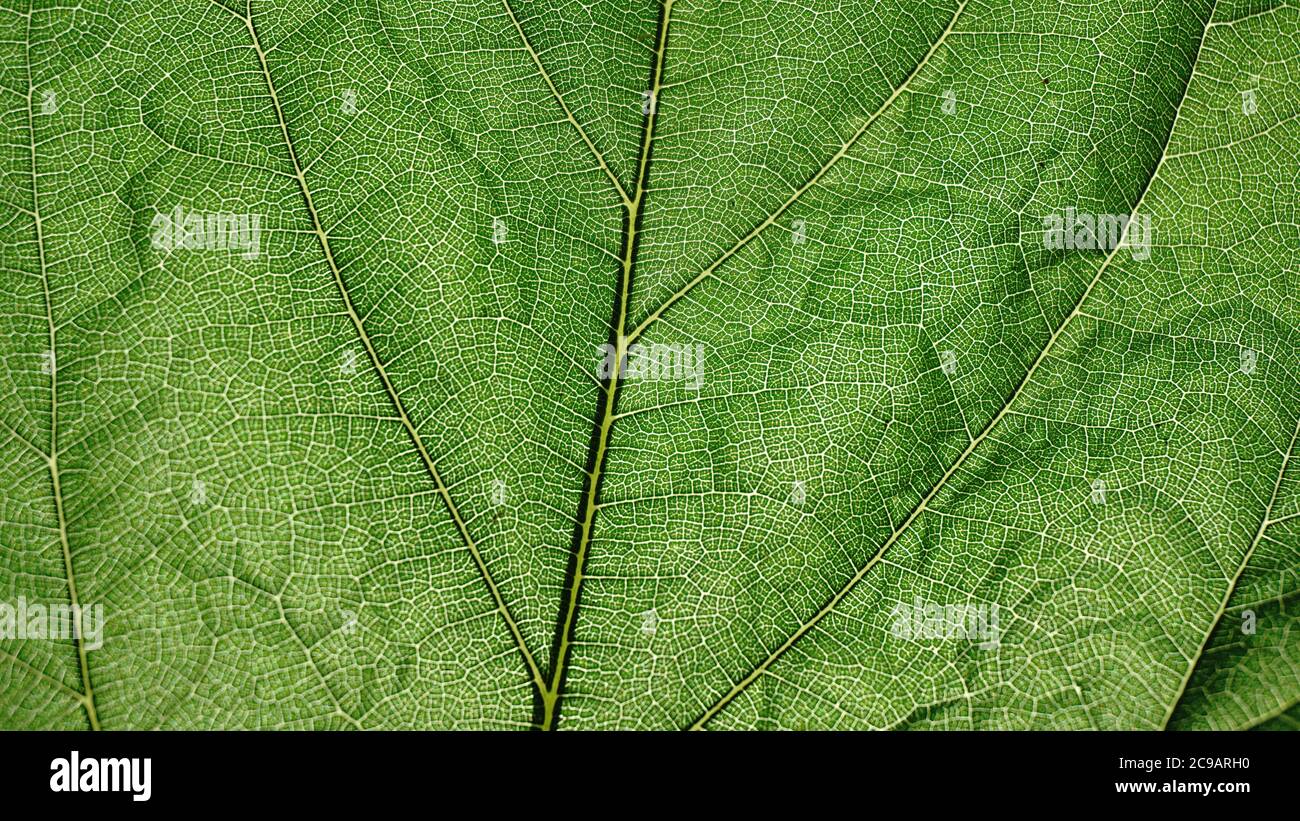 background texture of green leaf veins Stock Photo