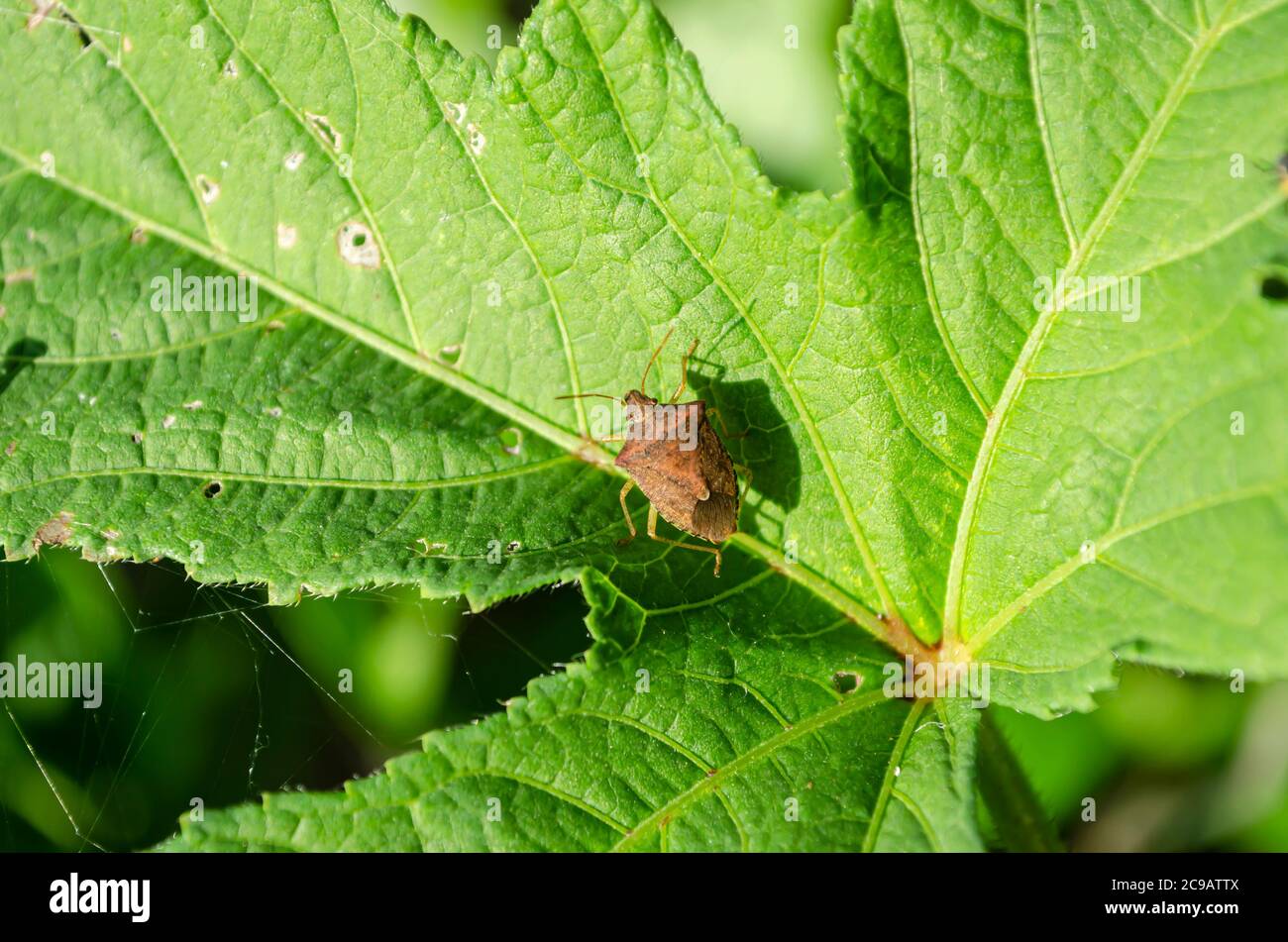 Brown Stink Bug On Okra Leaf Stock Photo Alamy