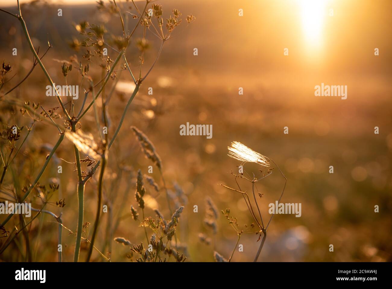 Common Cotton Grass (Eriophorum angustifolium) and hog weed growing on a moorland meadow, with the sun behind on a Summer evening. Stock Photo