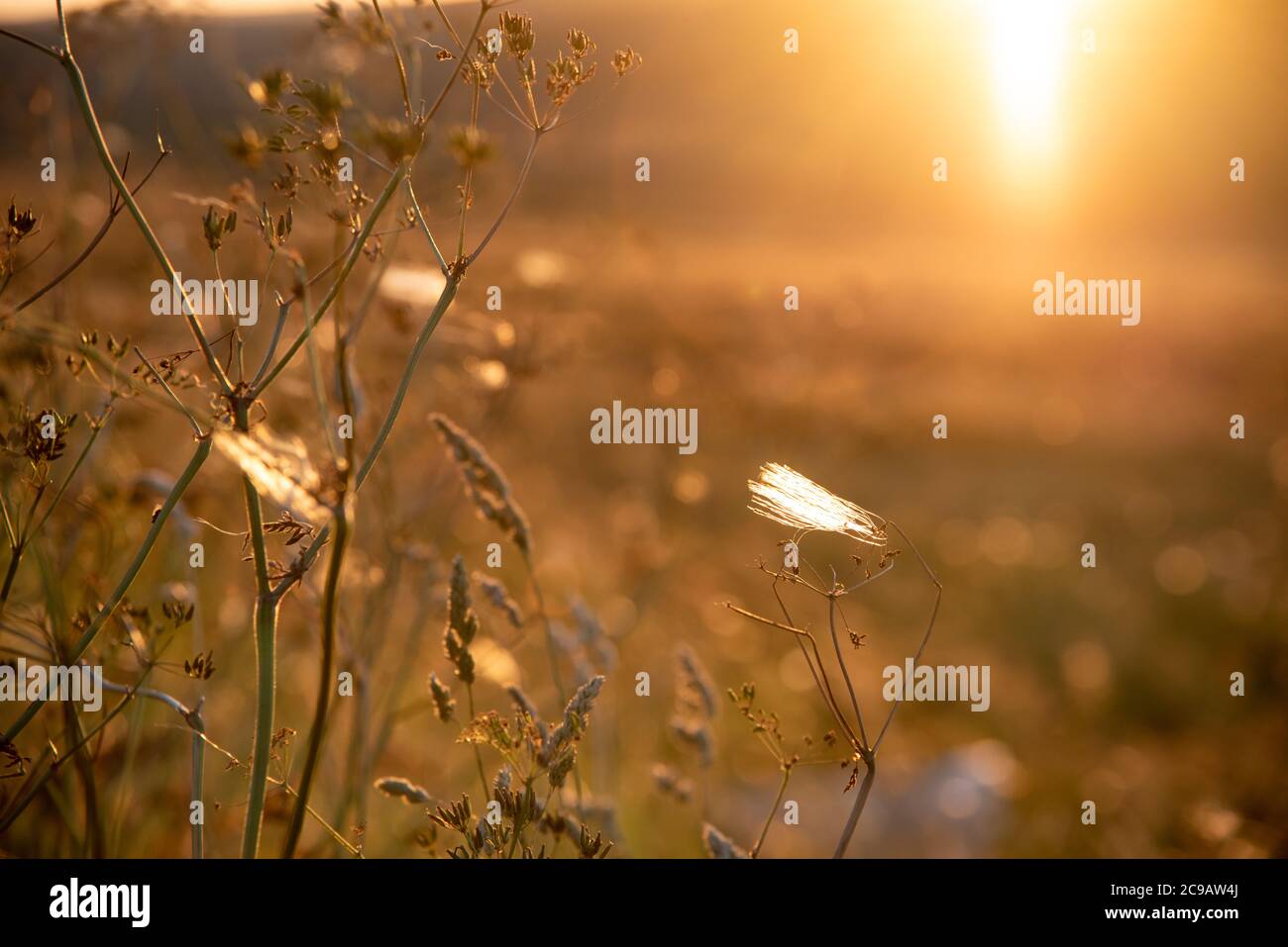Hog weed hi-res stock photography and images - Alamy