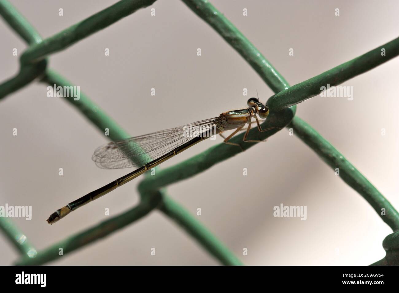 Close-up of a female of the Iberian blue-tailed (Ischnura graellsii) a species of zygoptera odonate of the family Coenagrionidae on a fence Stock Photo