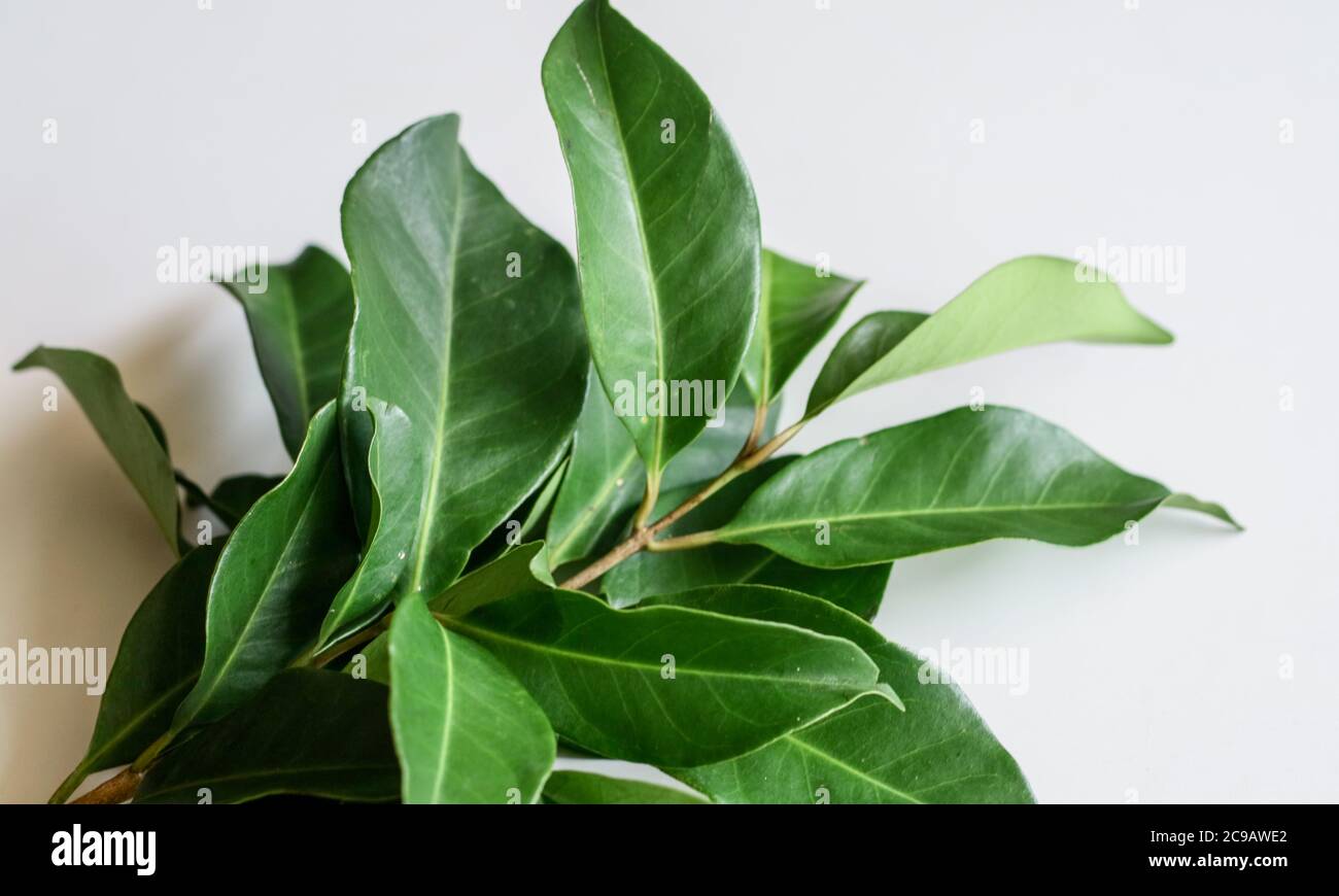 Indonesian bay leaf or Indian bay leaf on white background Stock Photo
