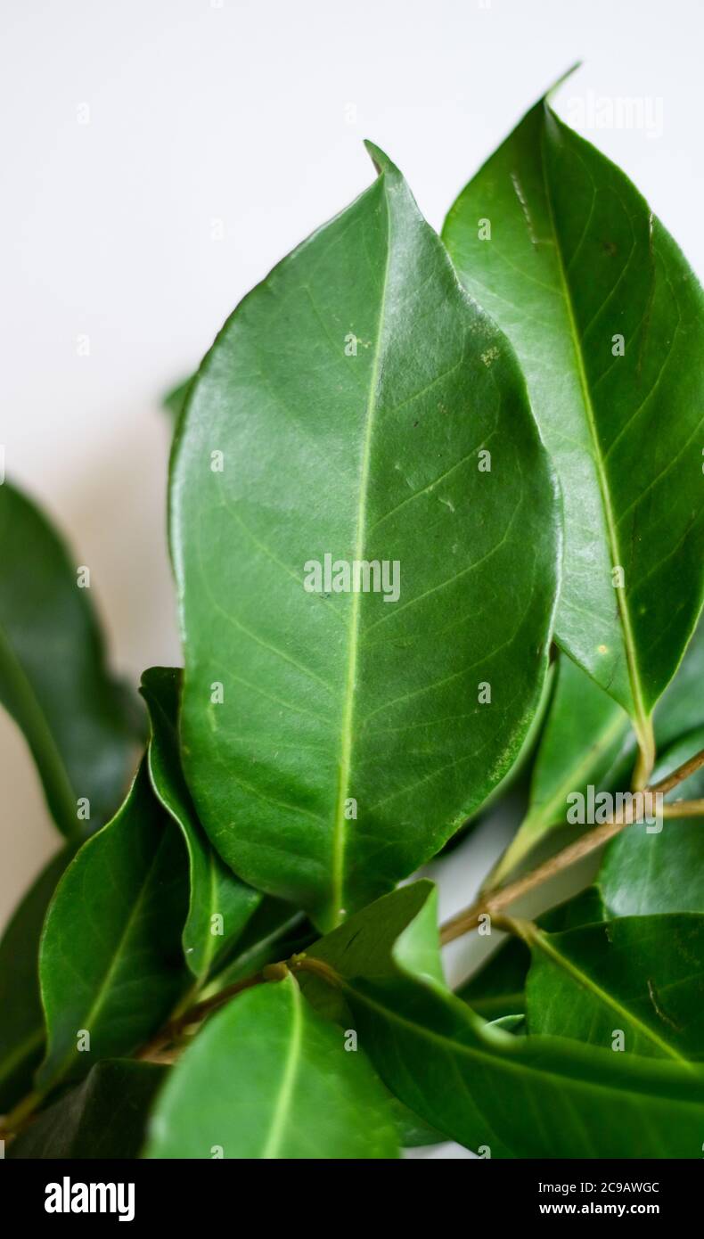 Indonesian bay leaf or Indian bay leaf on white background Stock Photo