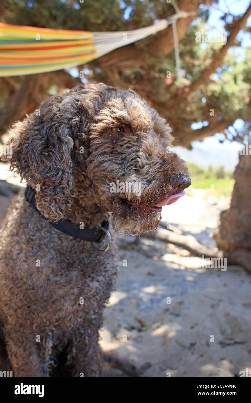 Brown dog portrait close up on the beach lagotto romagnolo truffle