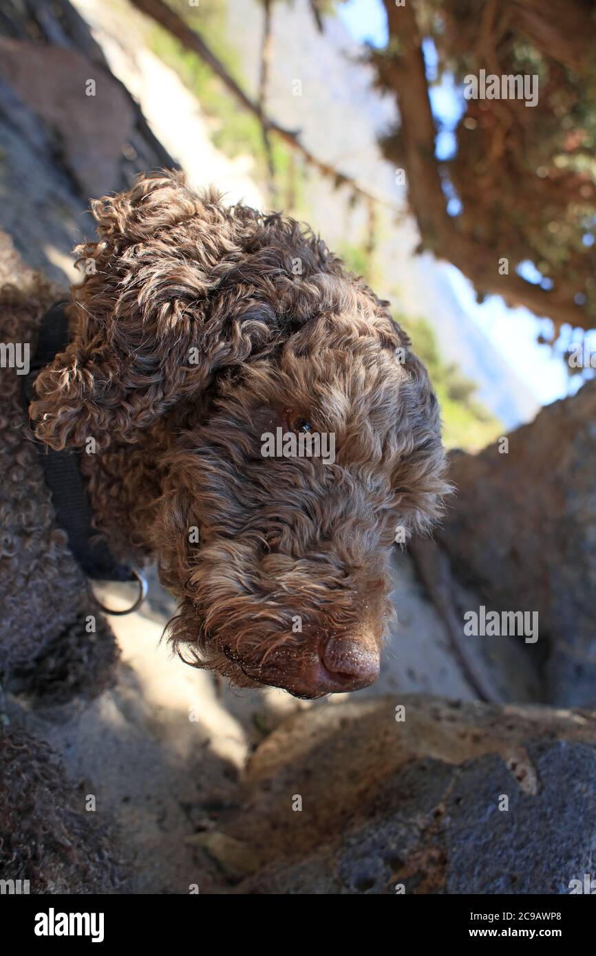 Brown dog portrait close up on the beach lagotto romagnolo truffle