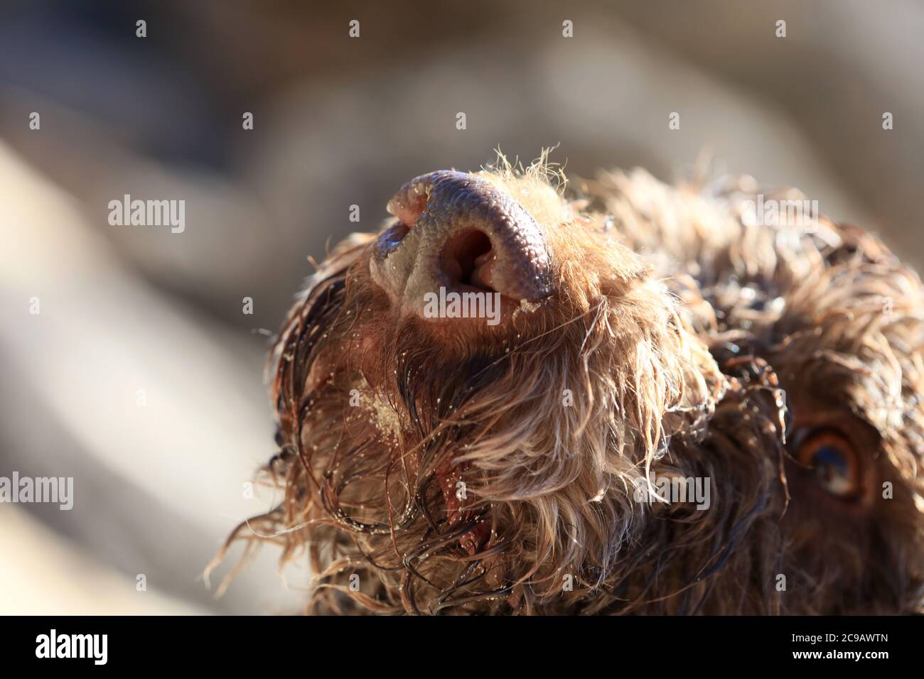 Brown dog portrait close up on the beach lagotto romagnolo truffle
