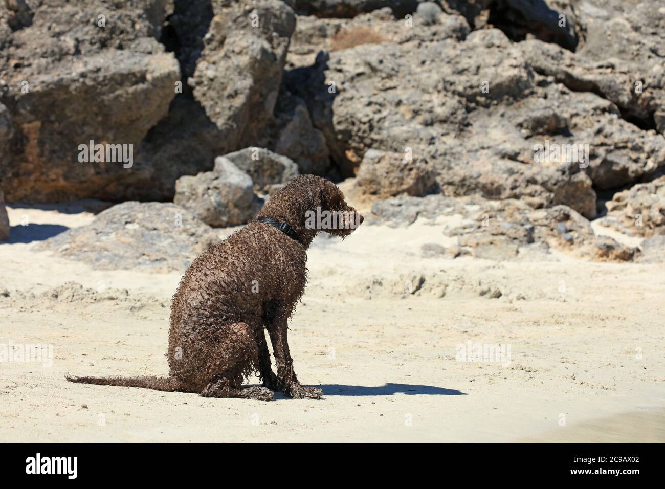 Brown dog portrait close up on the beach lagotto romagnolo truffle