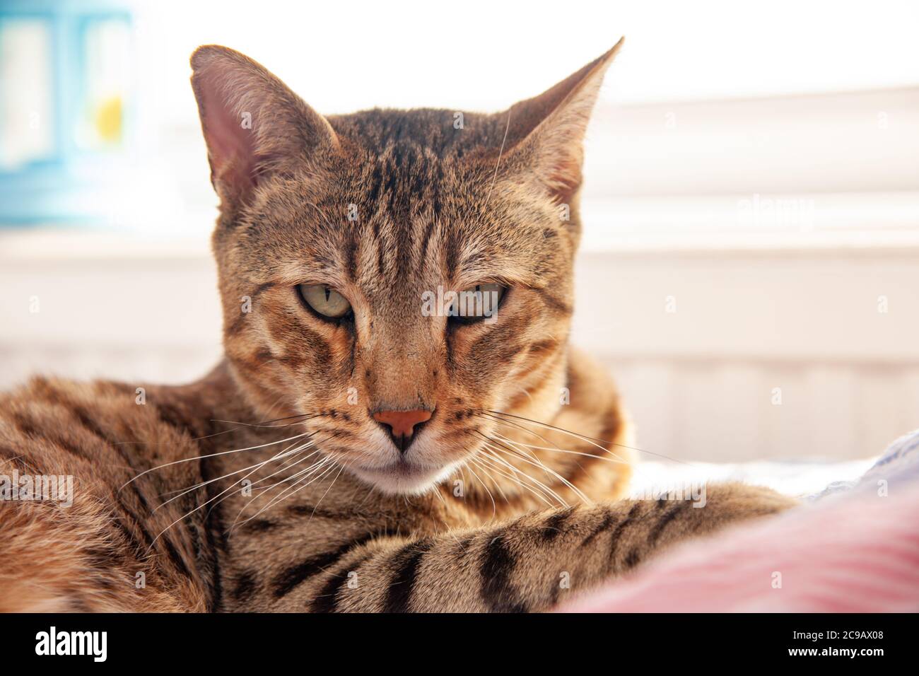 Bengal tabby cat lying down on a bed with a striped quilt and staring out towards the camera Stock Photo