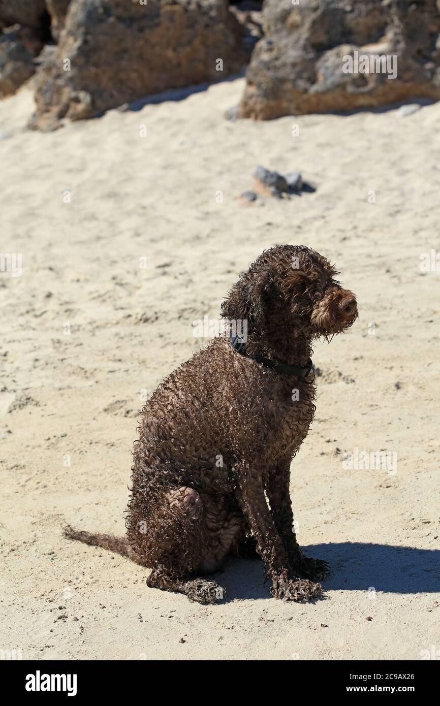 Brown dog portrait close up on the beach lagotto romagnolo truffle hunter crete greece covid-19 season modern high quality print Stock Photo