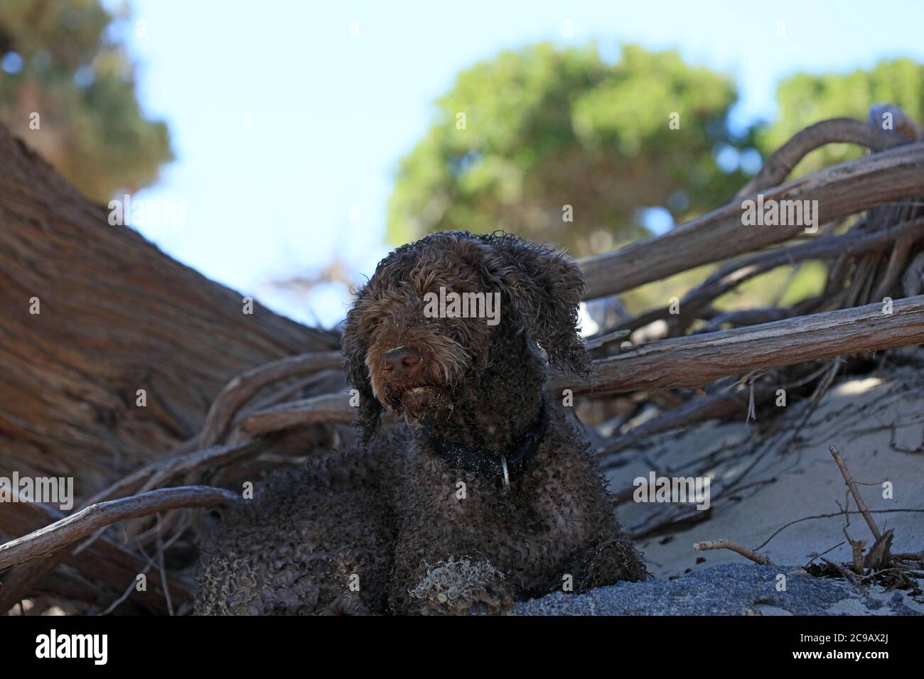 Brown dog portrait close up on the beach lagotto romagnolo truffle