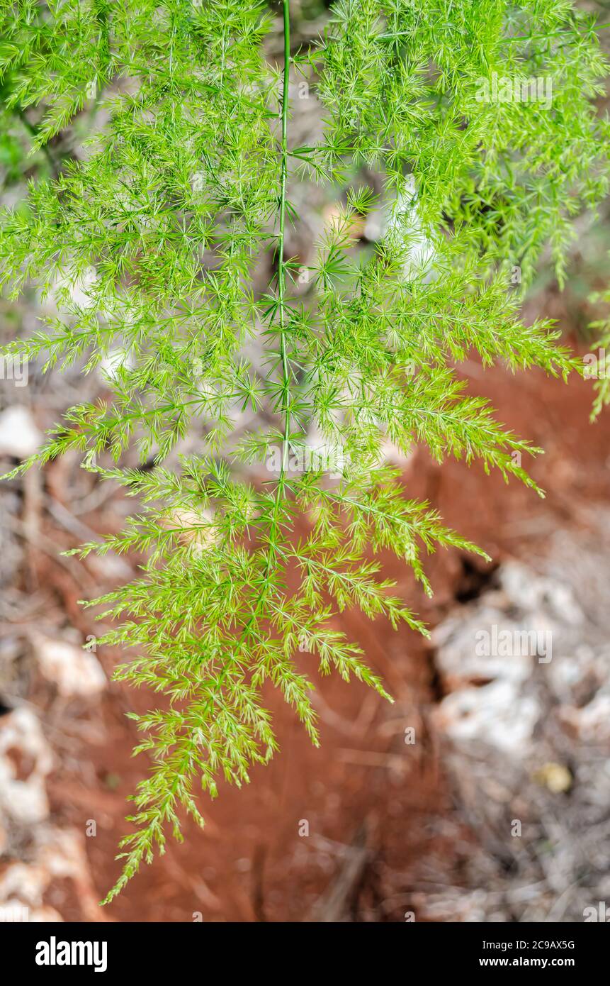 Asparagus Setaceus Leaf Stock Photo