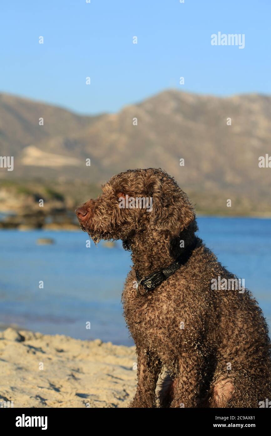 Brown dog portrait close up on the beach lagotto romagnolo truffle hunter crete greece covid-19 season modern high quality print Stock Photo