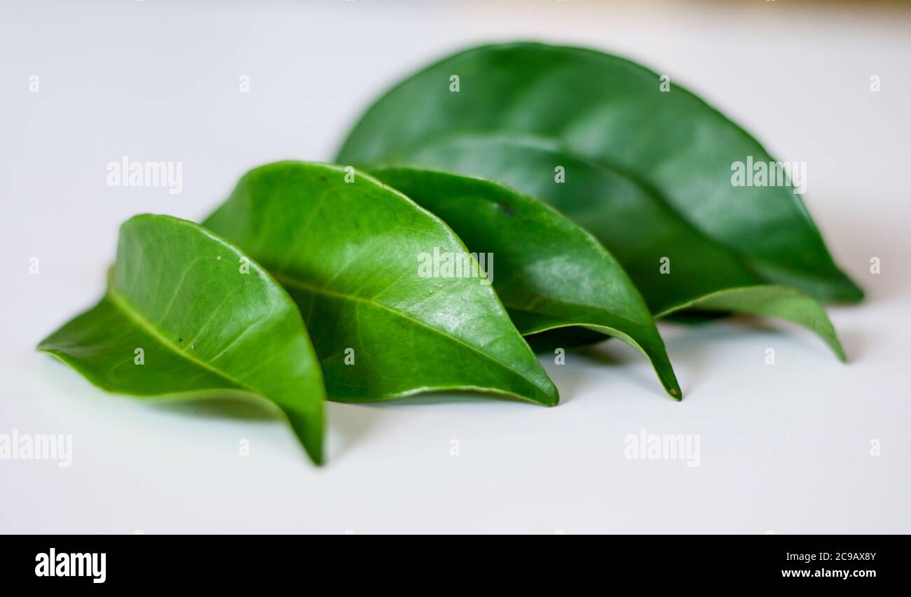 Indonesian bay leaf or Indian bay leaf on white background. Stock Photo