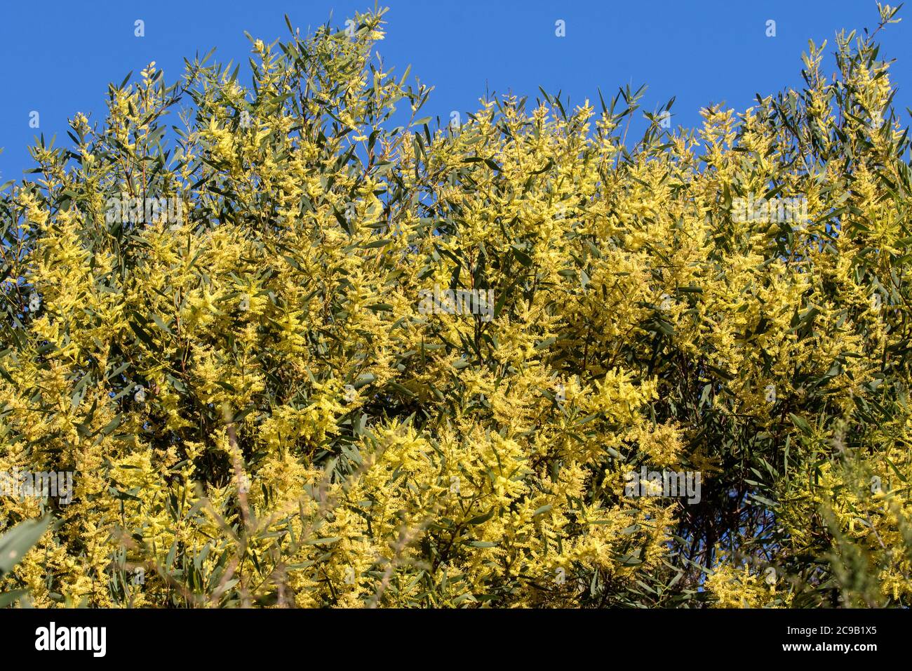 Sydney Golden Wattle Stock Photo