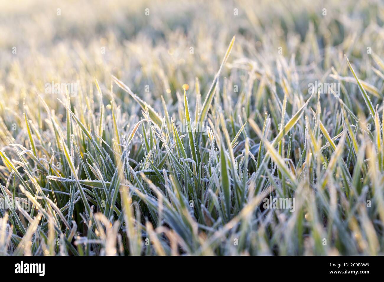 Time harvest wheat grown hi-res stock photography and images - Alamy