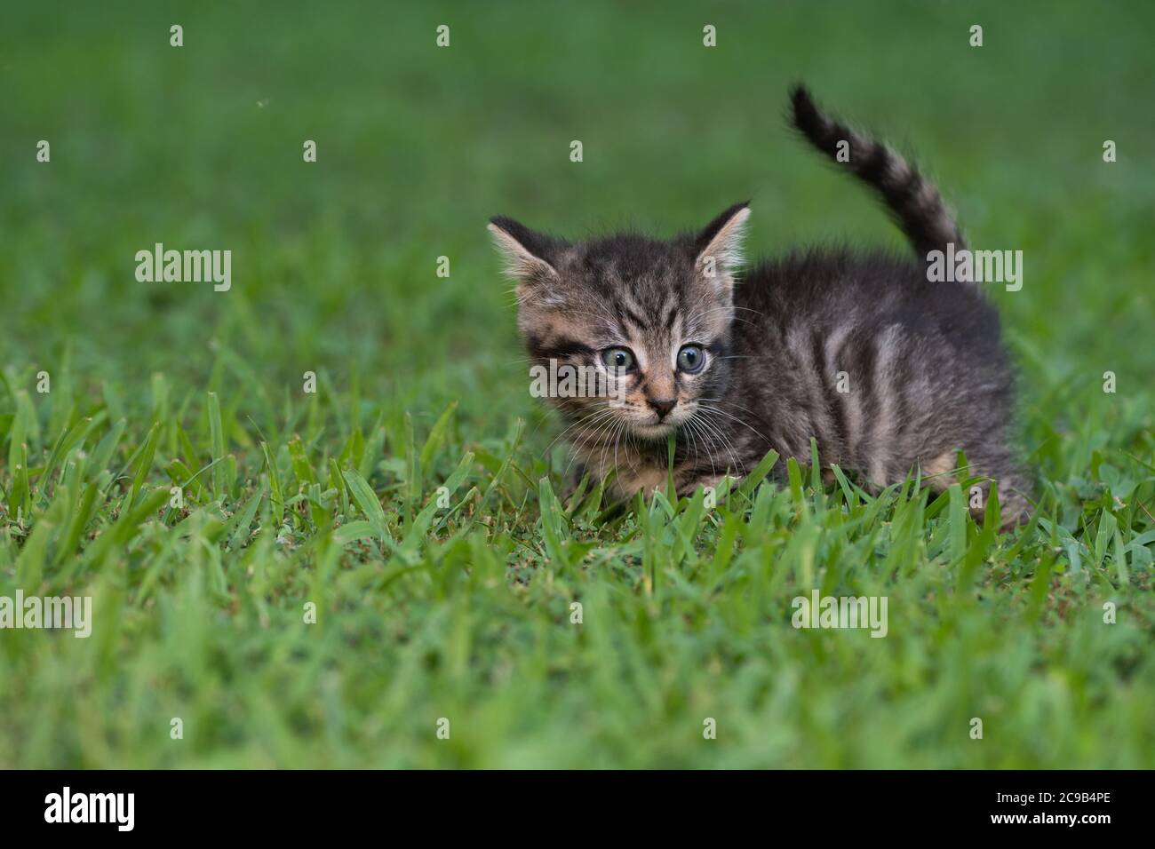 Cute baby tabby kitten in the grass on a summer day Stock Photo - Alamy