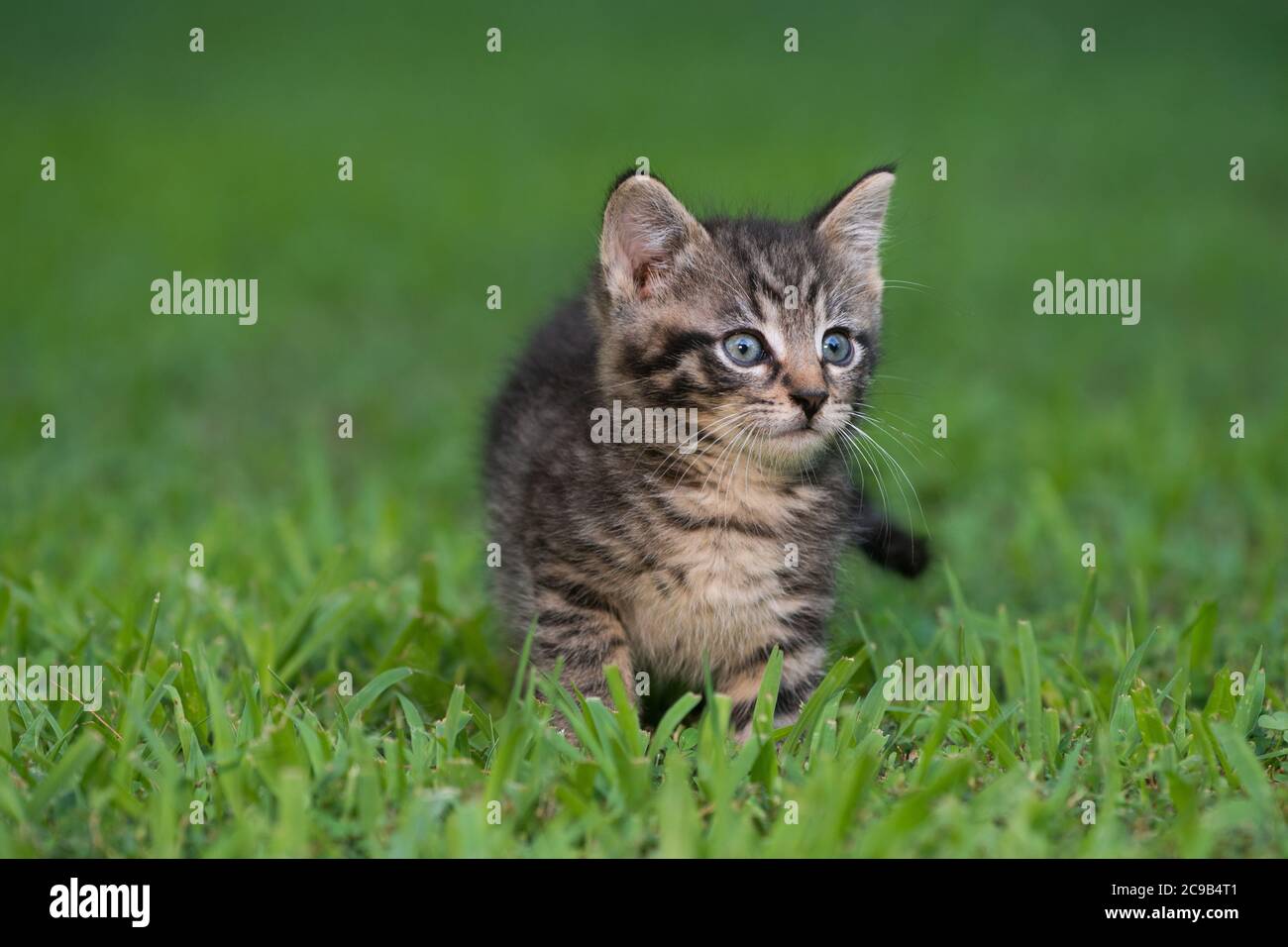 Cute baby tabby kitten in the grass on a summer day Stock Photo - Alamy