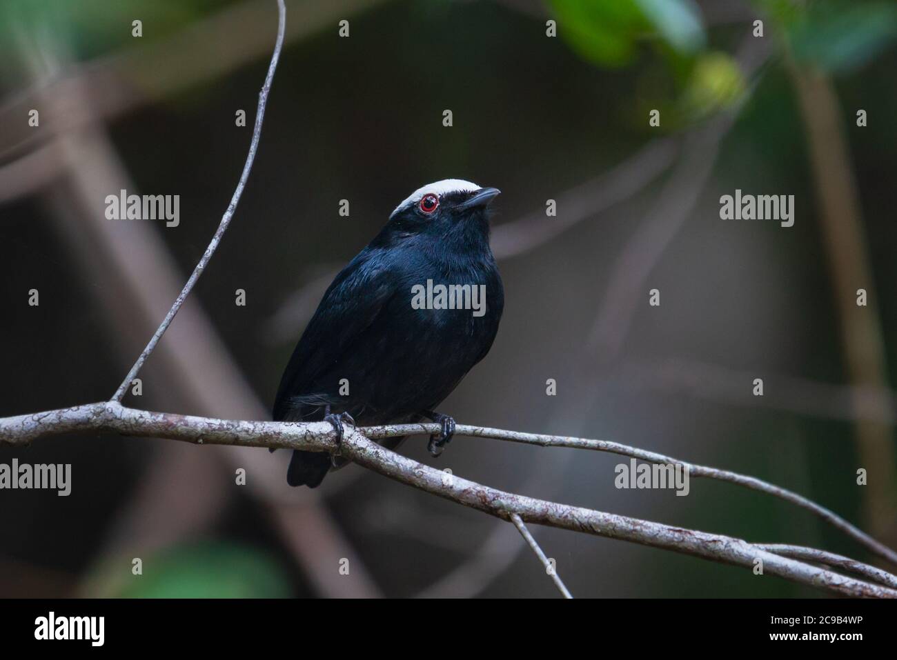 White-crowned Manakin (Pseudopipra pipra) perched. Stock Photo