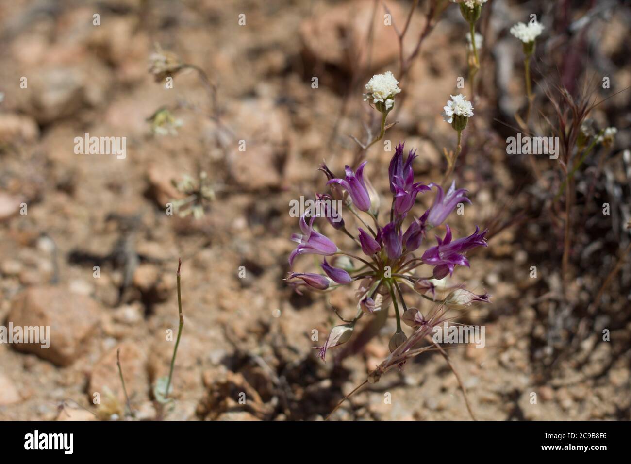Purple Umbel, Fringed Onion, Allium Fimbriatum, Amaryllidaceae, native perennial, Pioneertown Mountains Preserve, Southern Mojave Desert, Springtime. Stock Photo