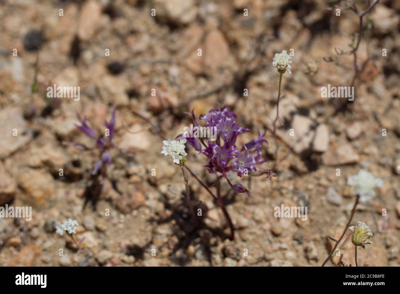 Purple Umbel, Fringed Onion, Allium Fimbriatum, Amaryllidaceae, native perennial, Pioneertown Mountains Preserve, Southern Mojave Desert, Springtime. Stock Photo