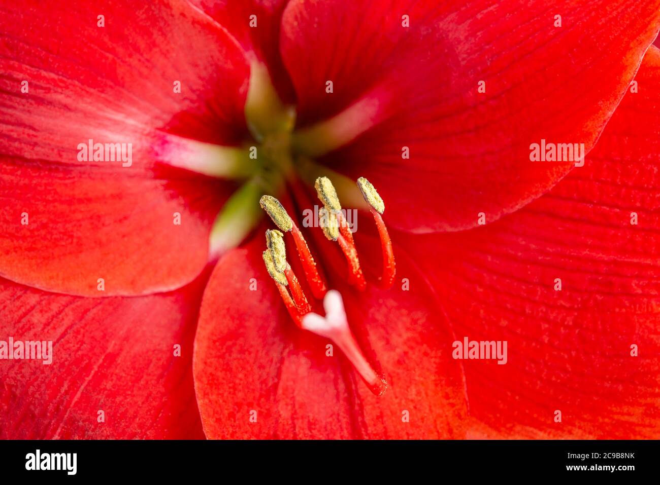 An extreme close-up or macro shot with shallow depth of field and very selective focus of a red amaryllis flower in full bloom. Stock Photo