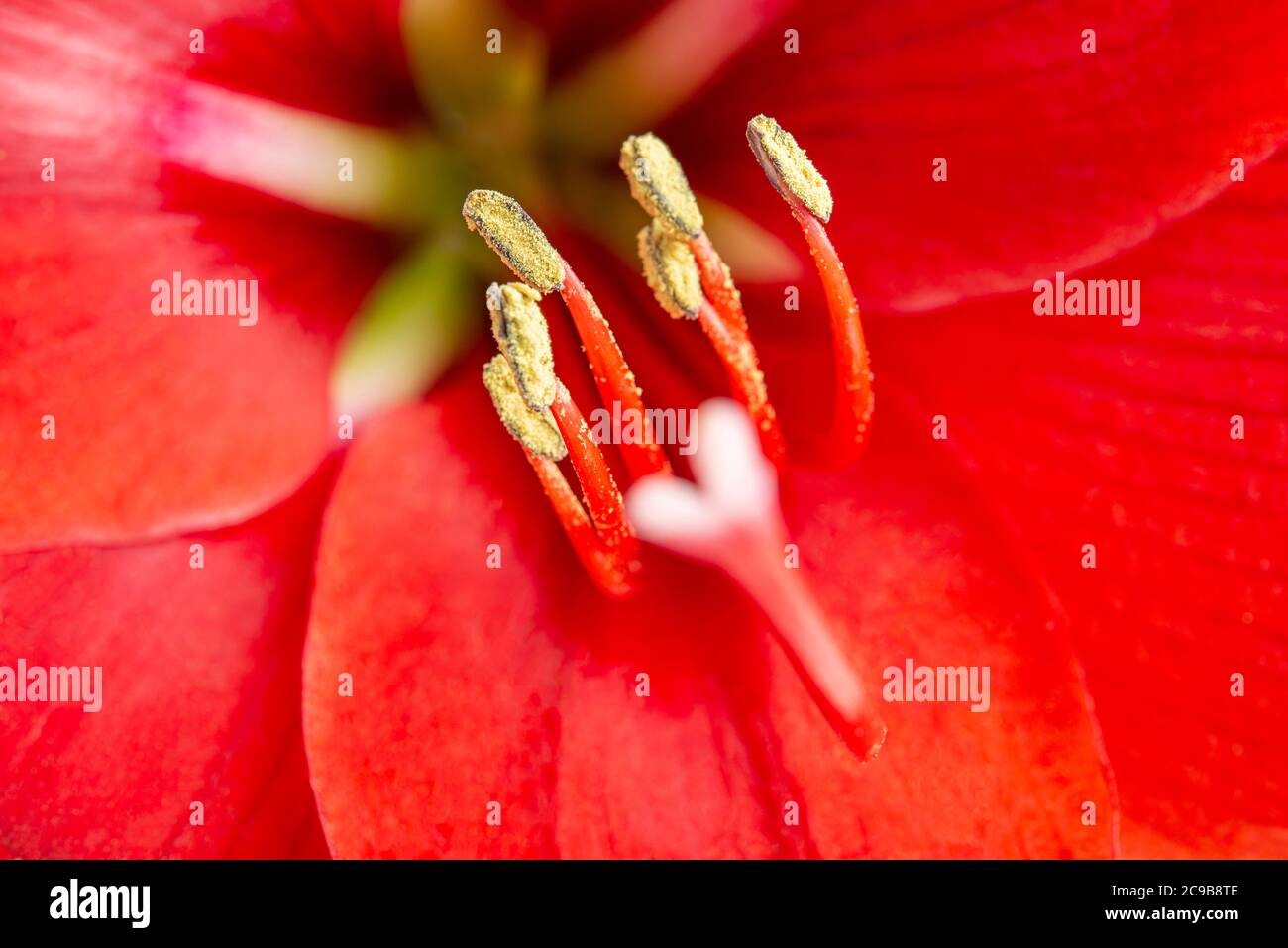 An extreme close-up or macro shot with shallow depth of field and very selective focus of a red amaryllis flower in full bloom. Stock Photo