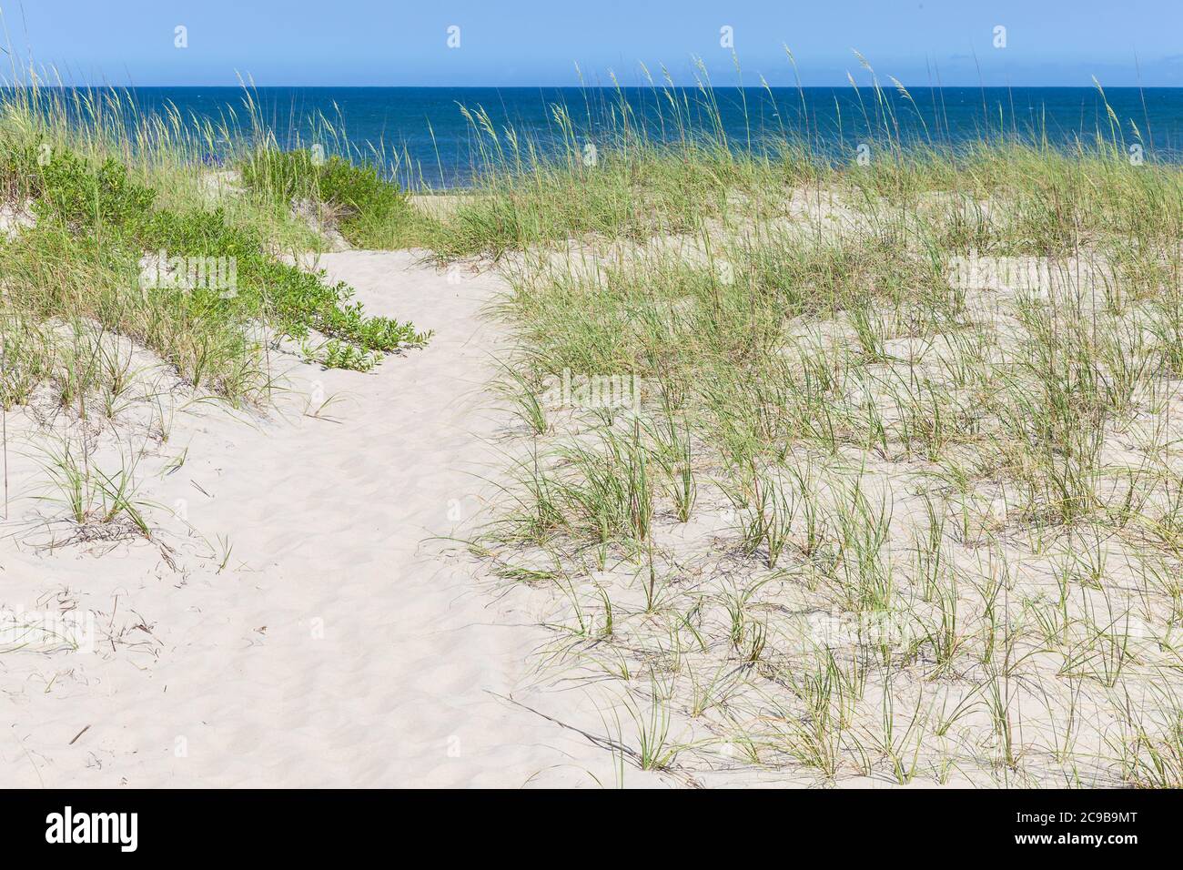 Avon, Outer Banks, North Carolina. Pathway through Sea Oats to the