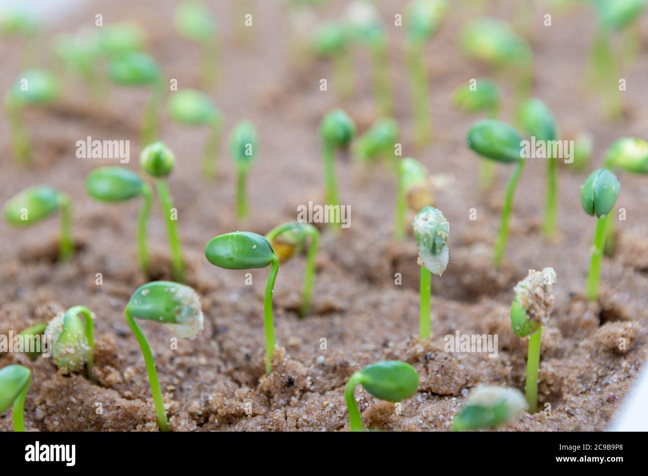 Soy beans germinating on trays inside a laboratory Stock Photo Alamy