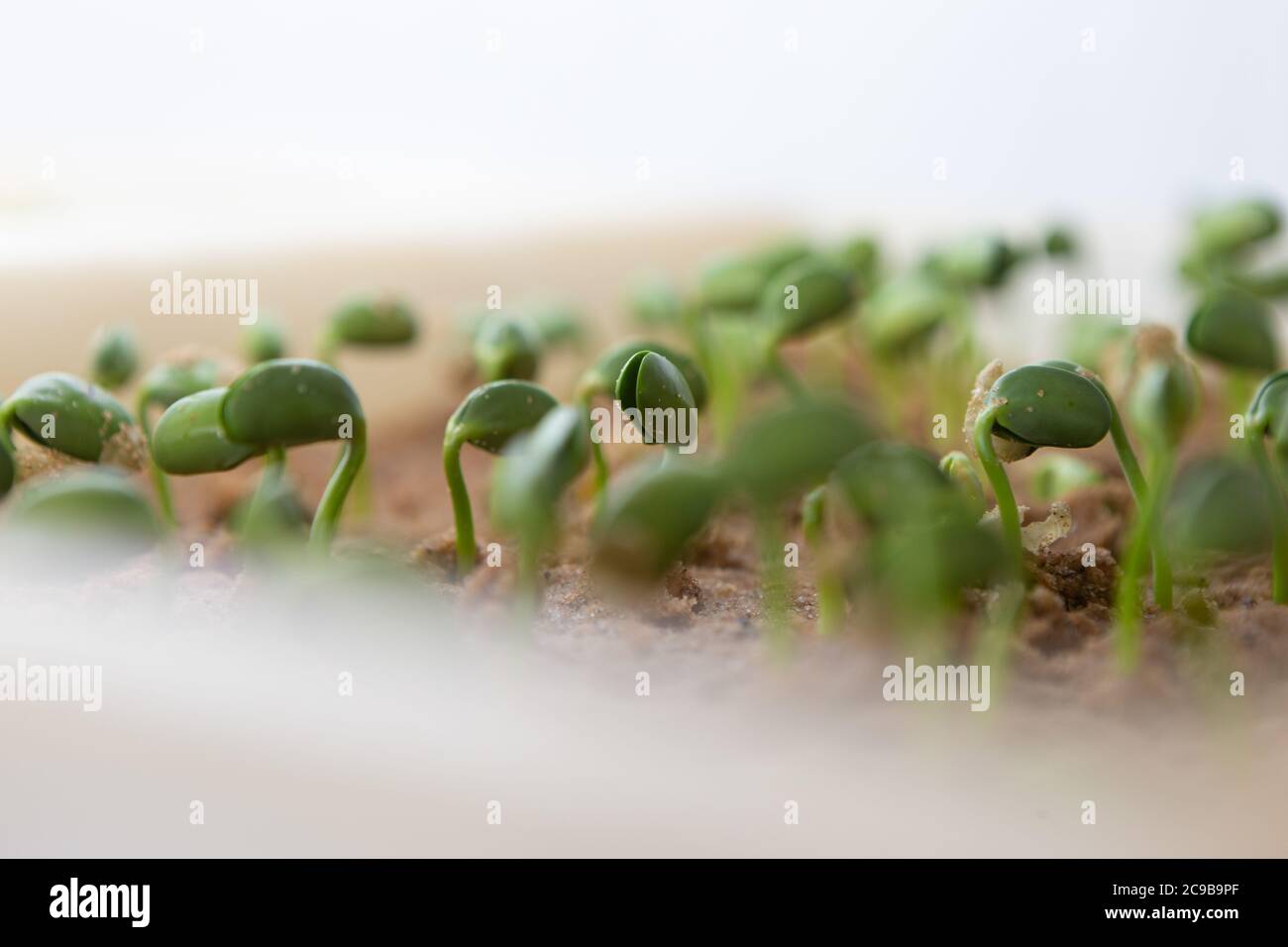 Soy beans germinating on trays inside a laboratory Stock Photo Alamy