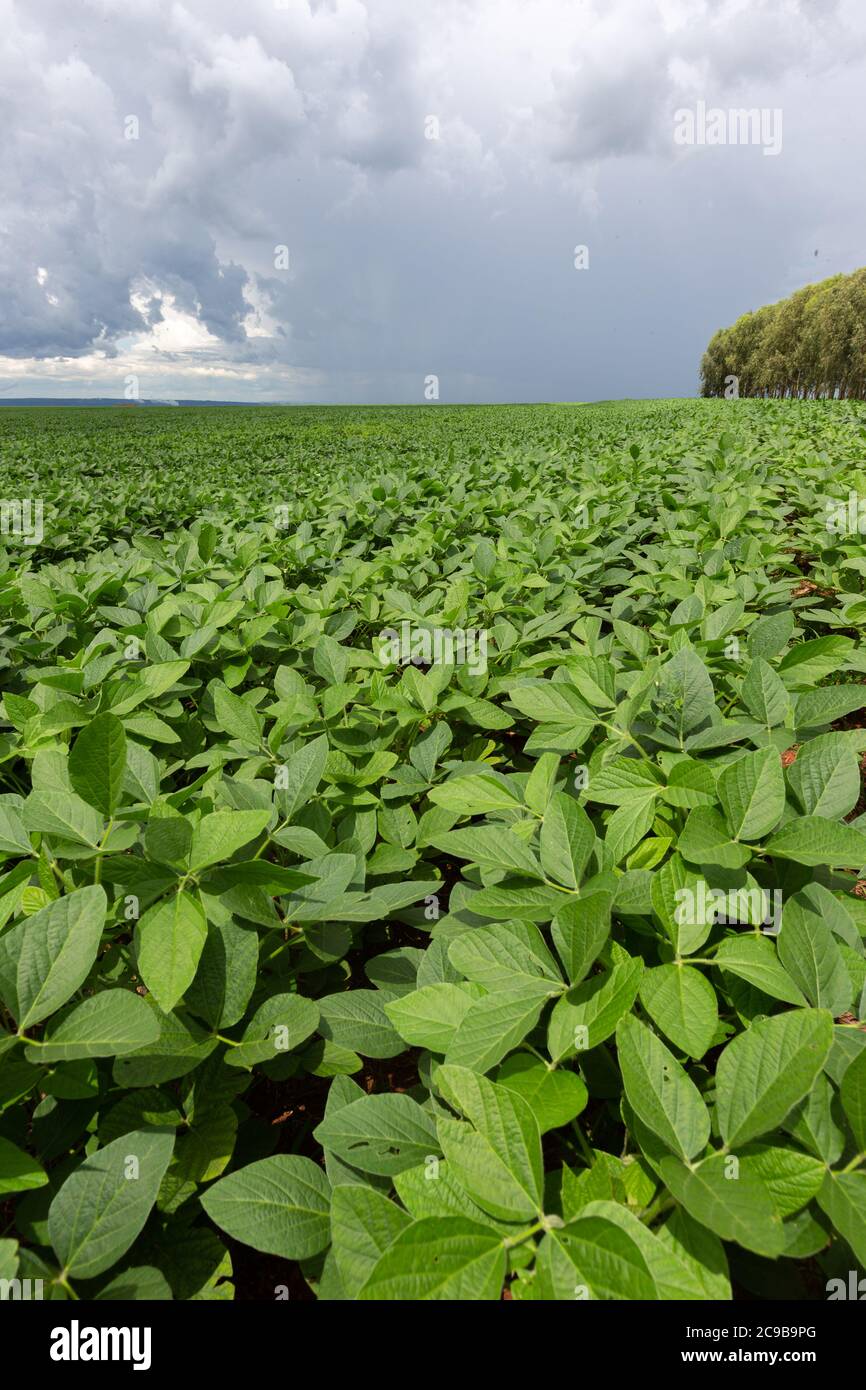 Soy crop field rows on a sunny day with clouds on sky Stock Photo - Alamy
