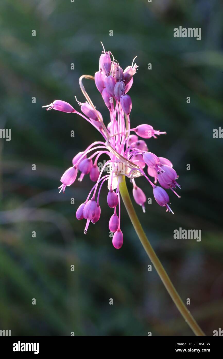 Allium carinatum subsp. pulchellum, Allium cirrhosum. Wild plant shot in summer. Stock Photo