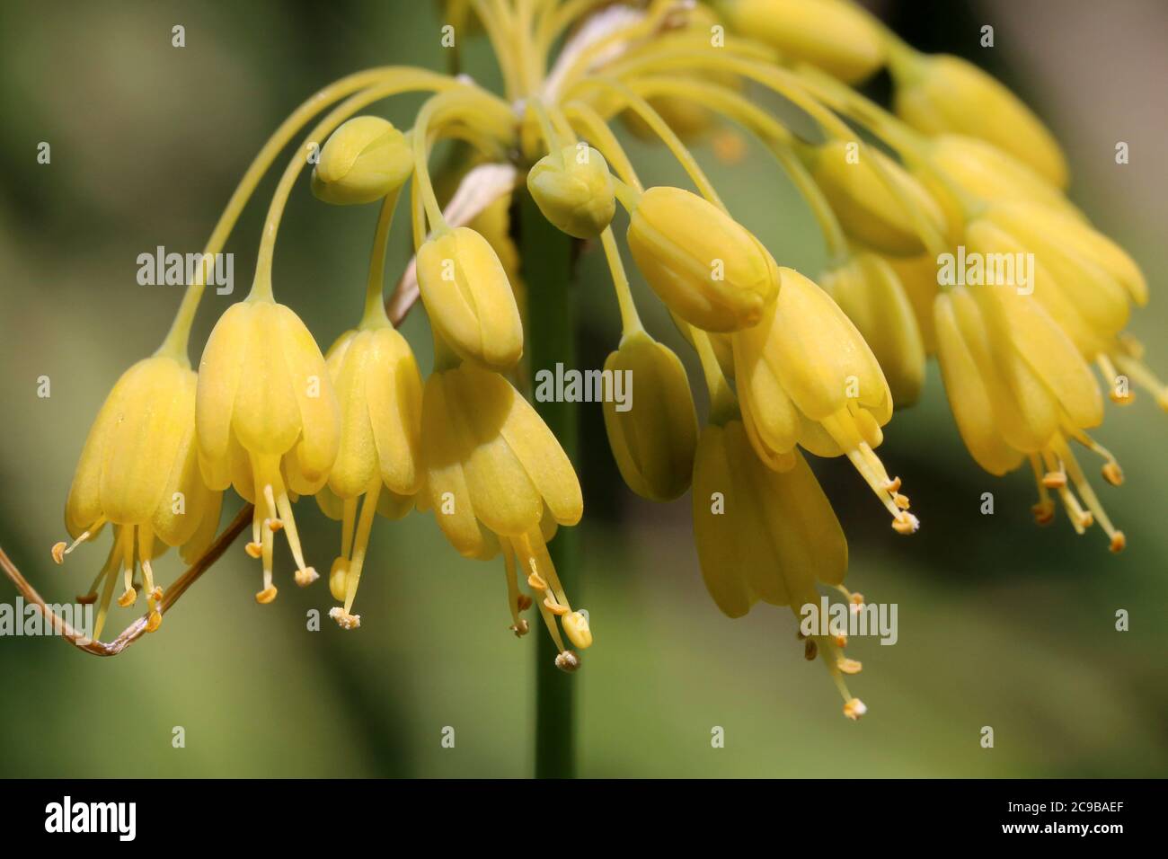 Allium flavum, Yellow Onion. Wild plant shot in summer. Stock Photo