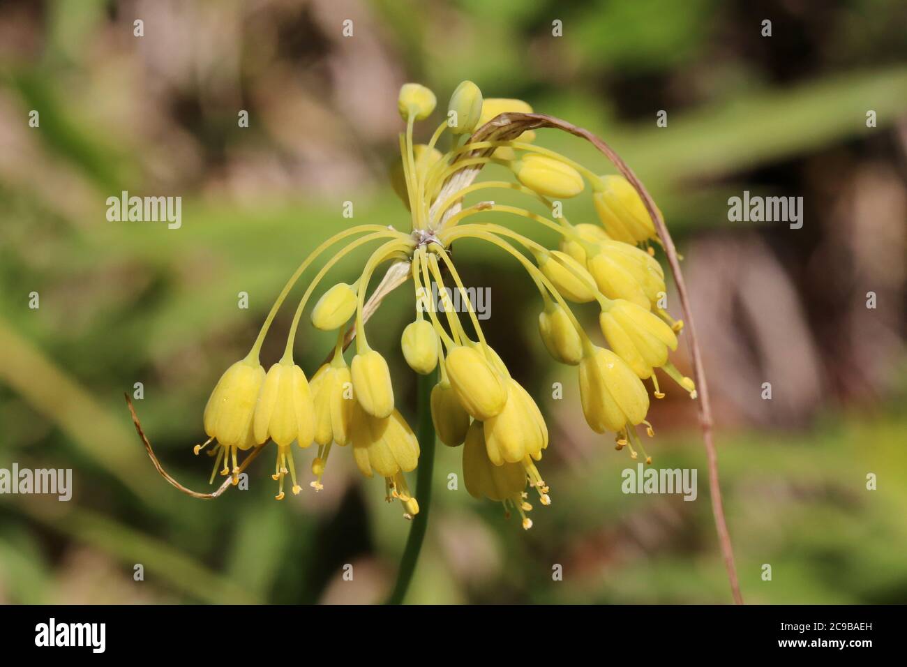 Allium flavum, Yellow Onion. Wild plant shot in summer. Stock Photo