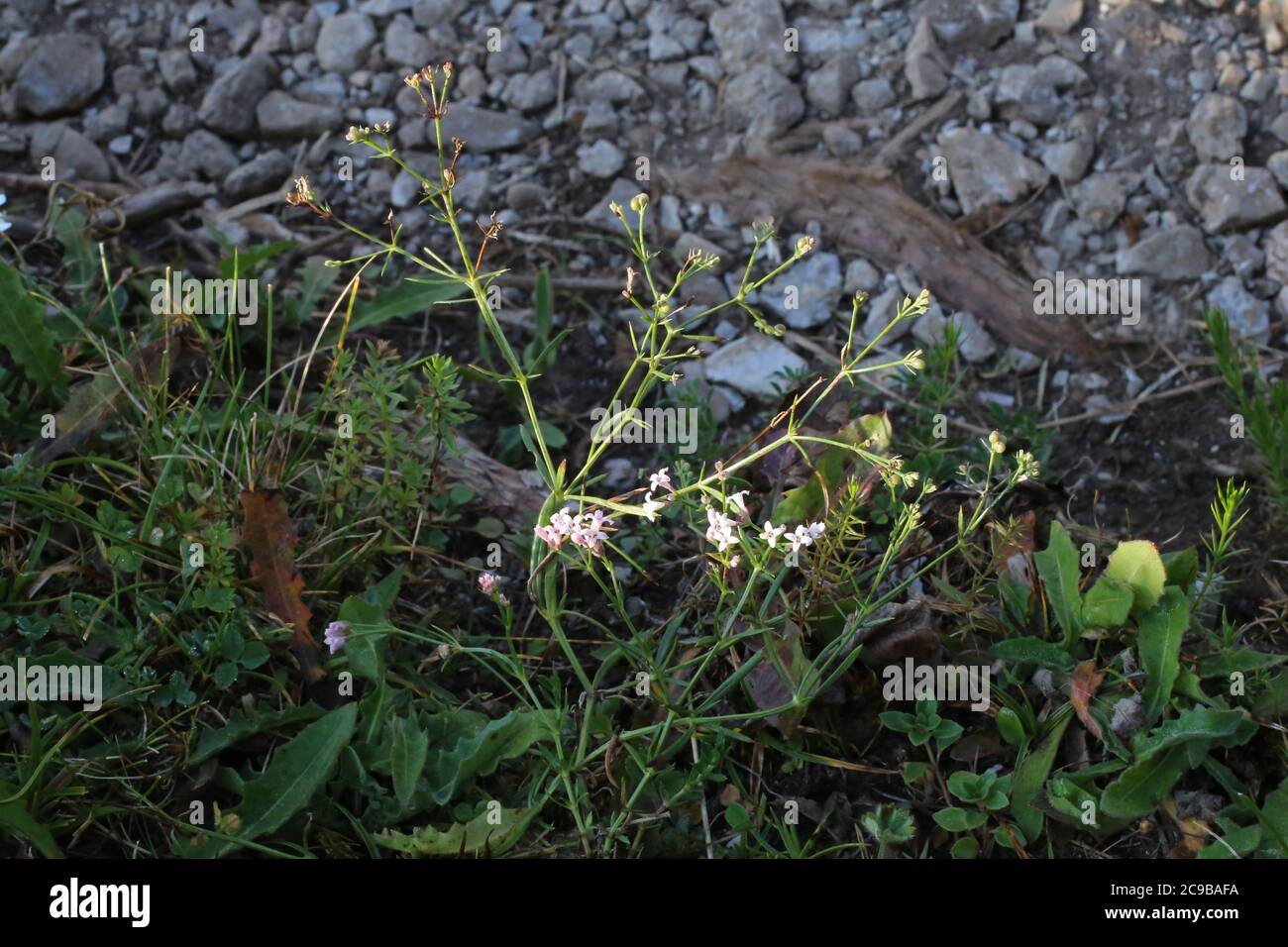 Asperula cynanchica, Squinancy Wort. Wild plant shot in summer. Stock Photo