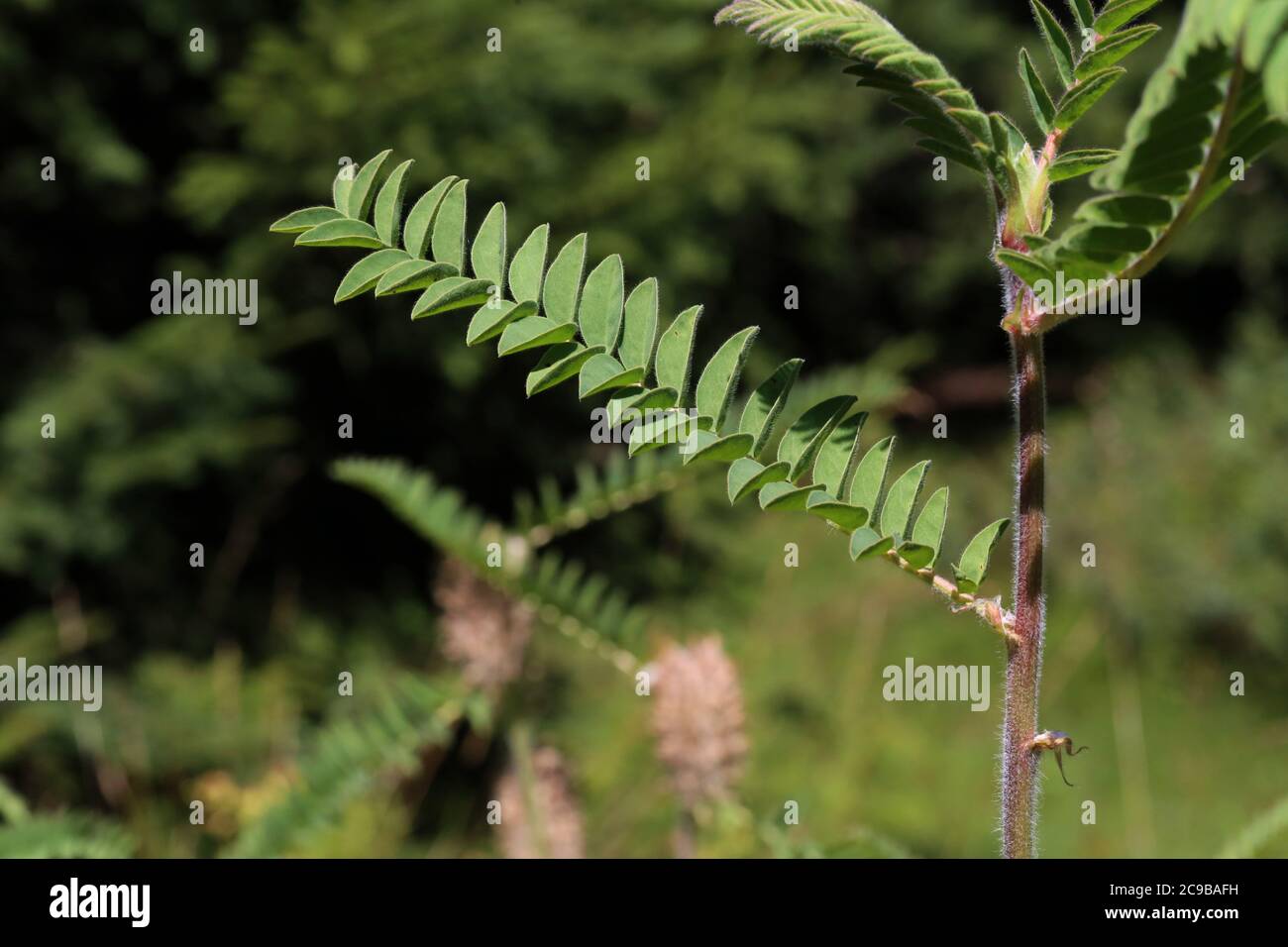 Astragalus alopecurus - Wild plant shot in summer. Stock Photo