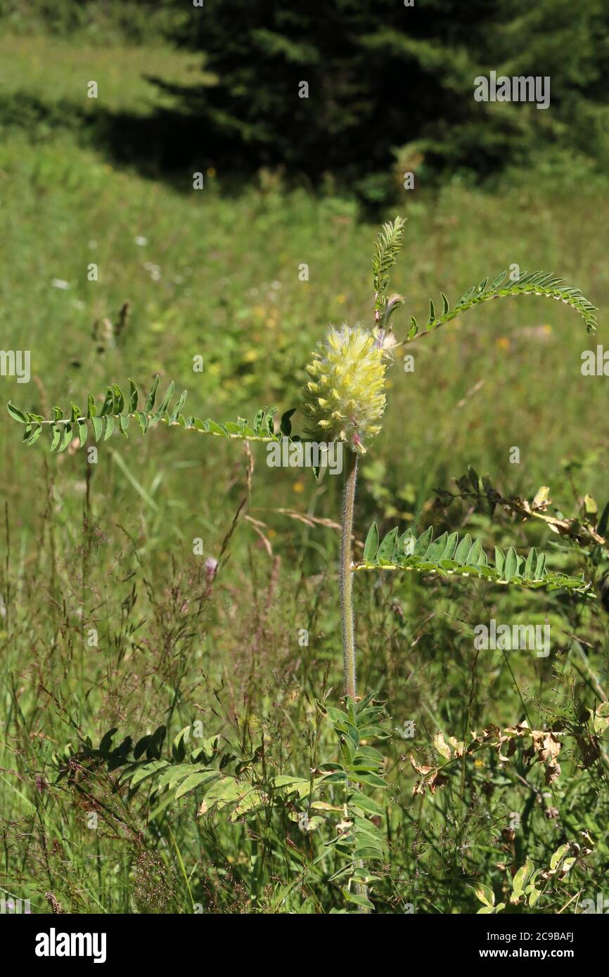 Astragalus alopecurus - Wild plant shot in summer. Stock Photo