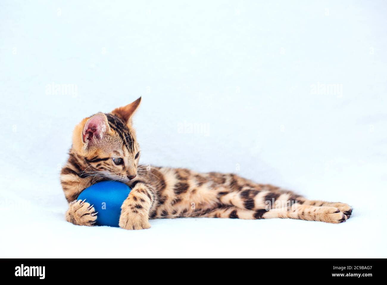 Little Bengal kitty laying with blue toy on the white background Stock ...
