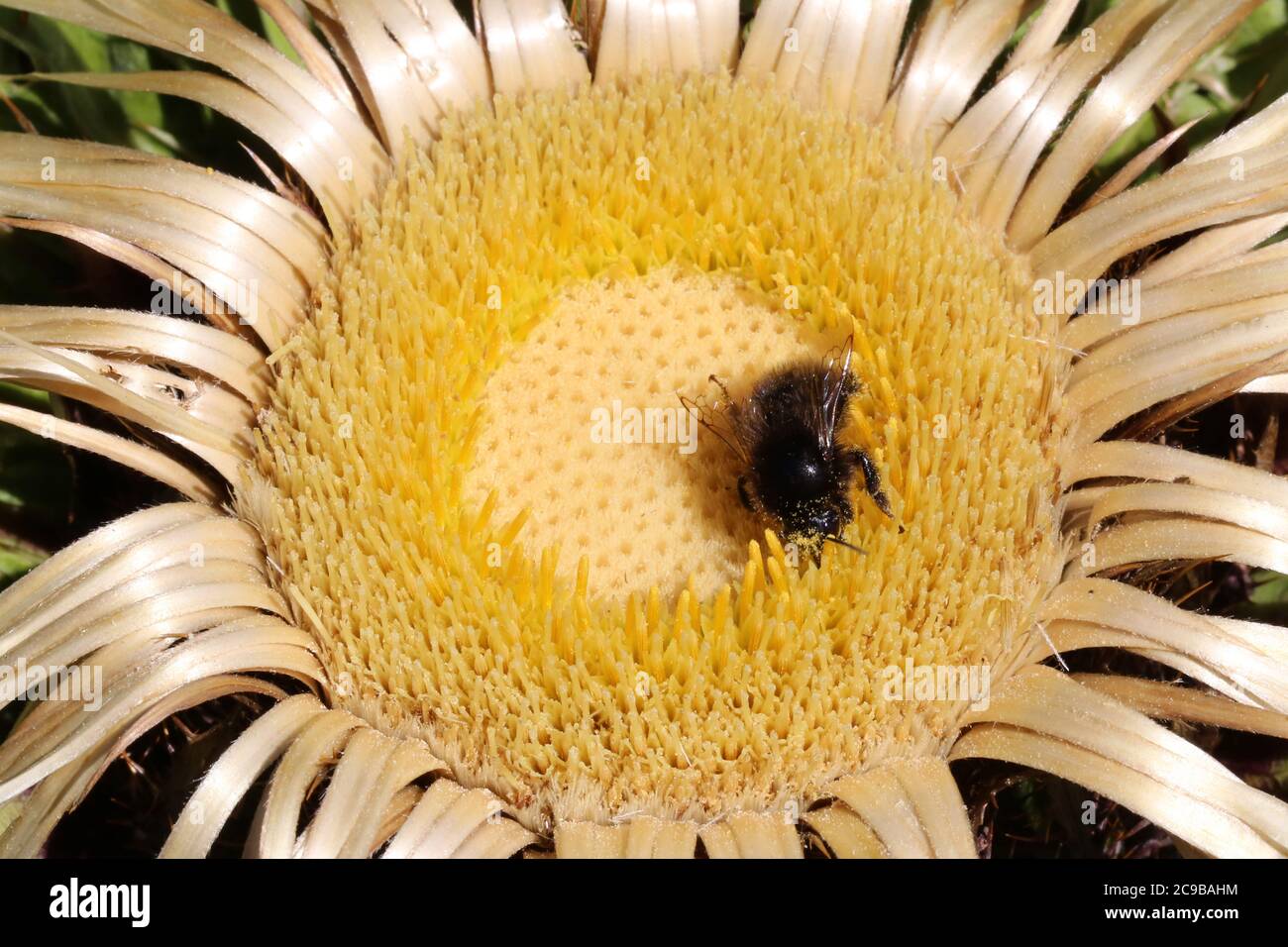 Carlina acanthifolia, Acanthus-Leaved, Carline Thistle. Wild plant shot in summer. Stock Photo