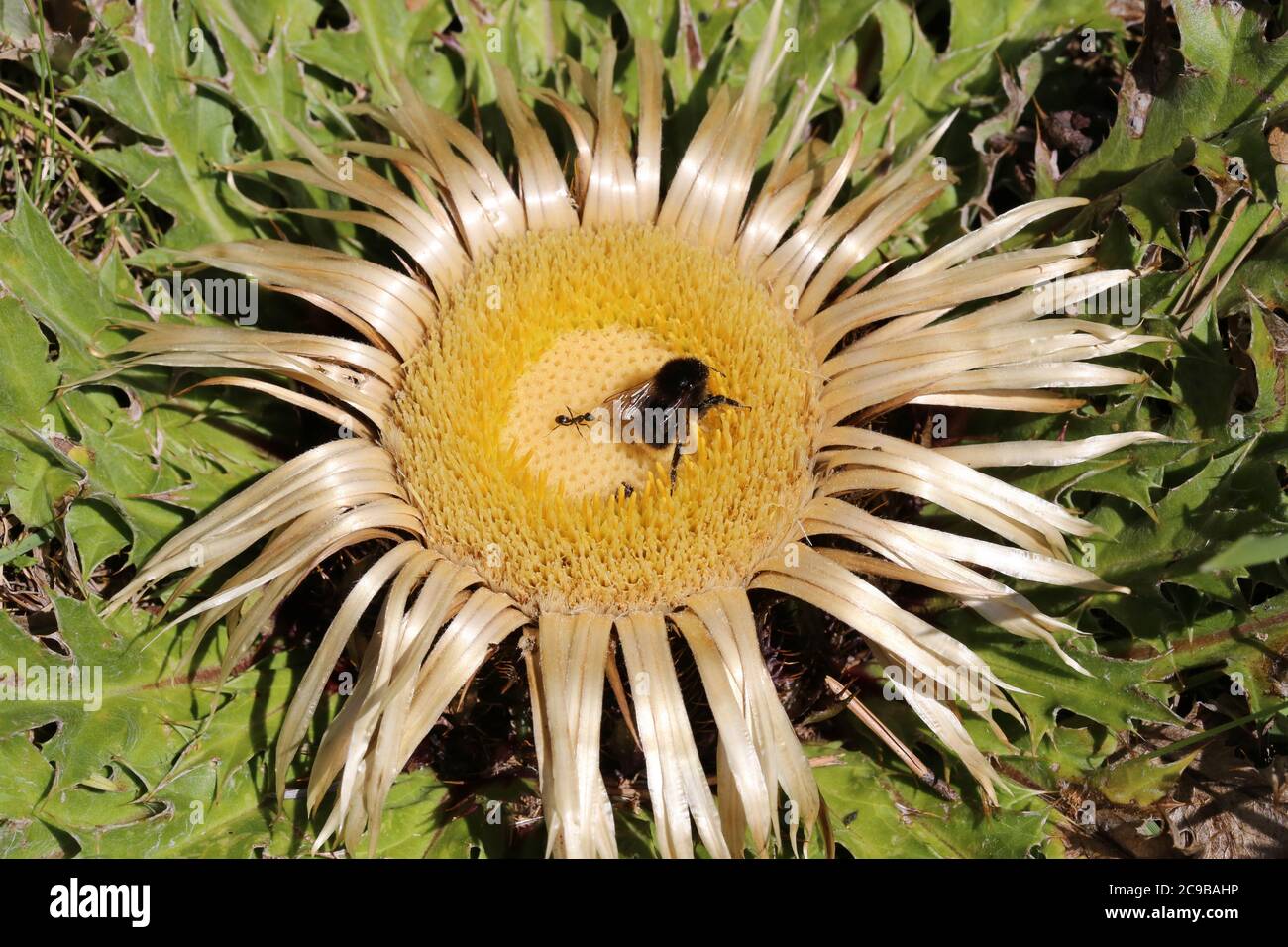Carlina acanthifolia, Acanthus-Leaved, Carline Thistle. Wild plant shot in summer. Stock Photo