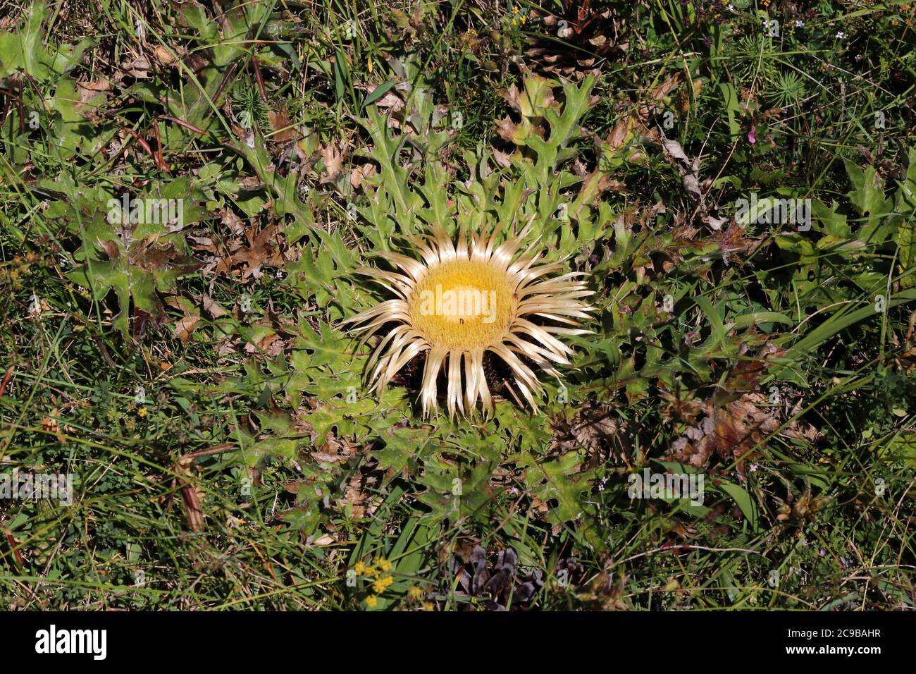 Carlina acanthifolia, Acanthus-Leaved, Carline Thistle. Wild plant shot in summer. Stock Photo