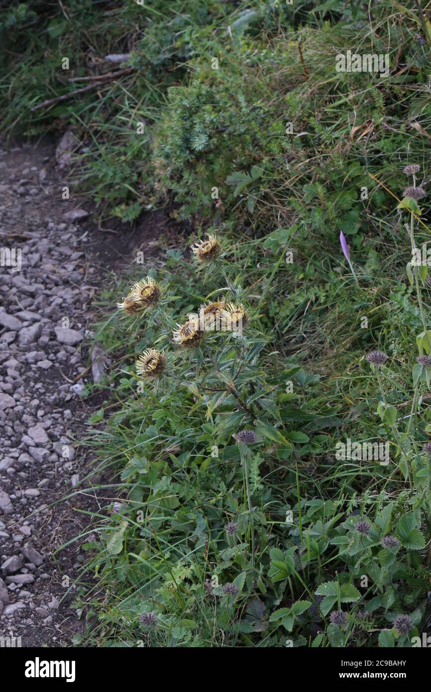 Carlina vulgaris, Common Carline Thistle. Wild plant shot in summer. Stock Photo