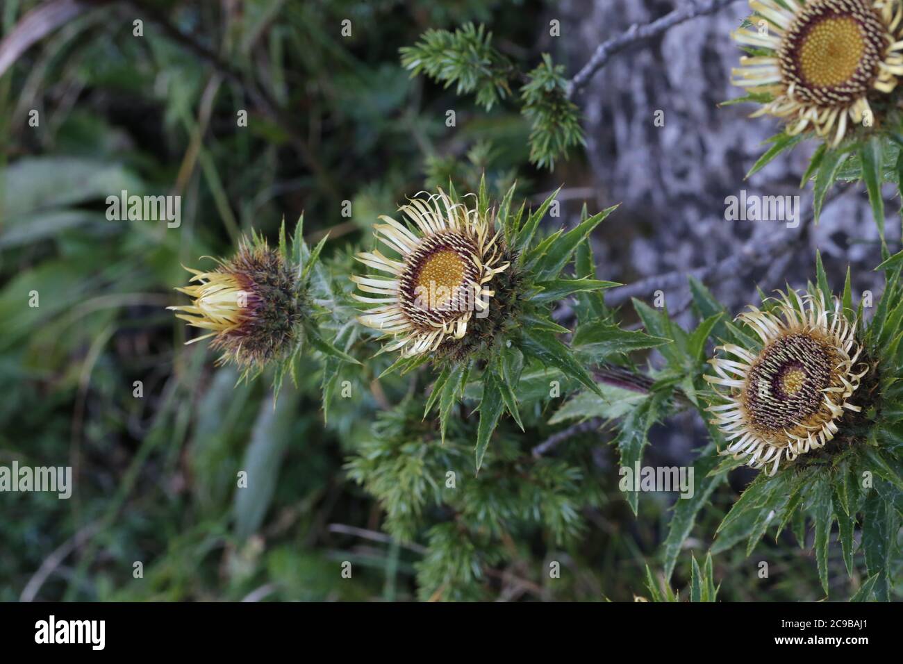 Carlina vulgaris, Common Carline Thistle. Wild plant shot in summer. Stock Photo