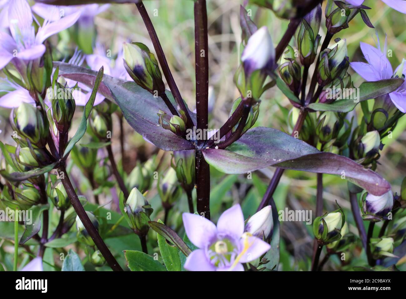 Gentianella bulgarica - Wild plant shot in summer. Stock Photo