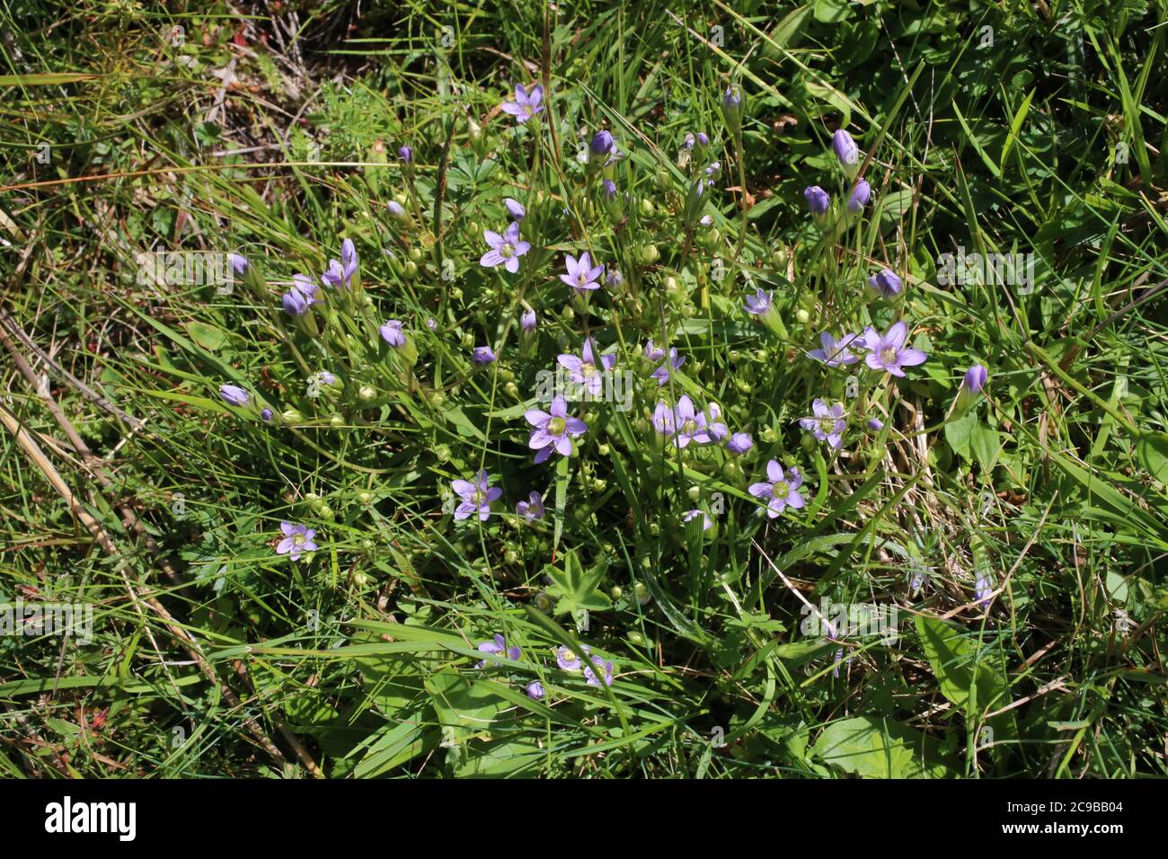 Gentianella bulgarica - Wild plant shot in summer. Stock Photo